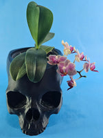 Load image into Gallery viewer, 4 Inch Skull Pot Holder
