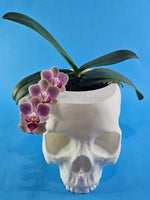 Load image into Gallery viewer, 4 Inch Skull Pot Holder
