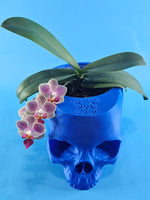 Load image into Gallery viewer, 4 Inch Skull Pot Holder
