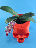 Load image into Gallery viewer, 4 Inch Skull Pot Holder
