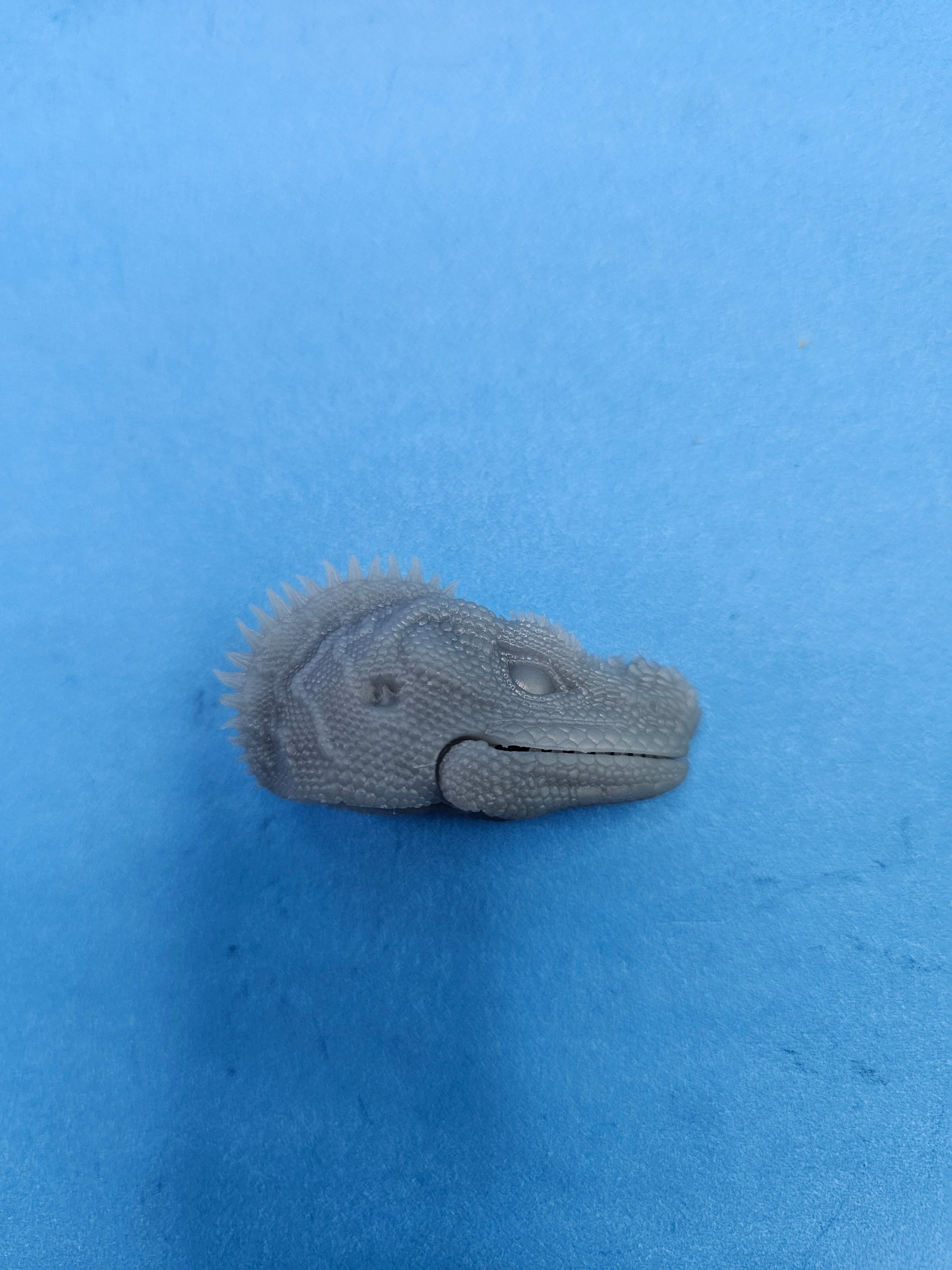 Philippine Sailfin Lizard Head