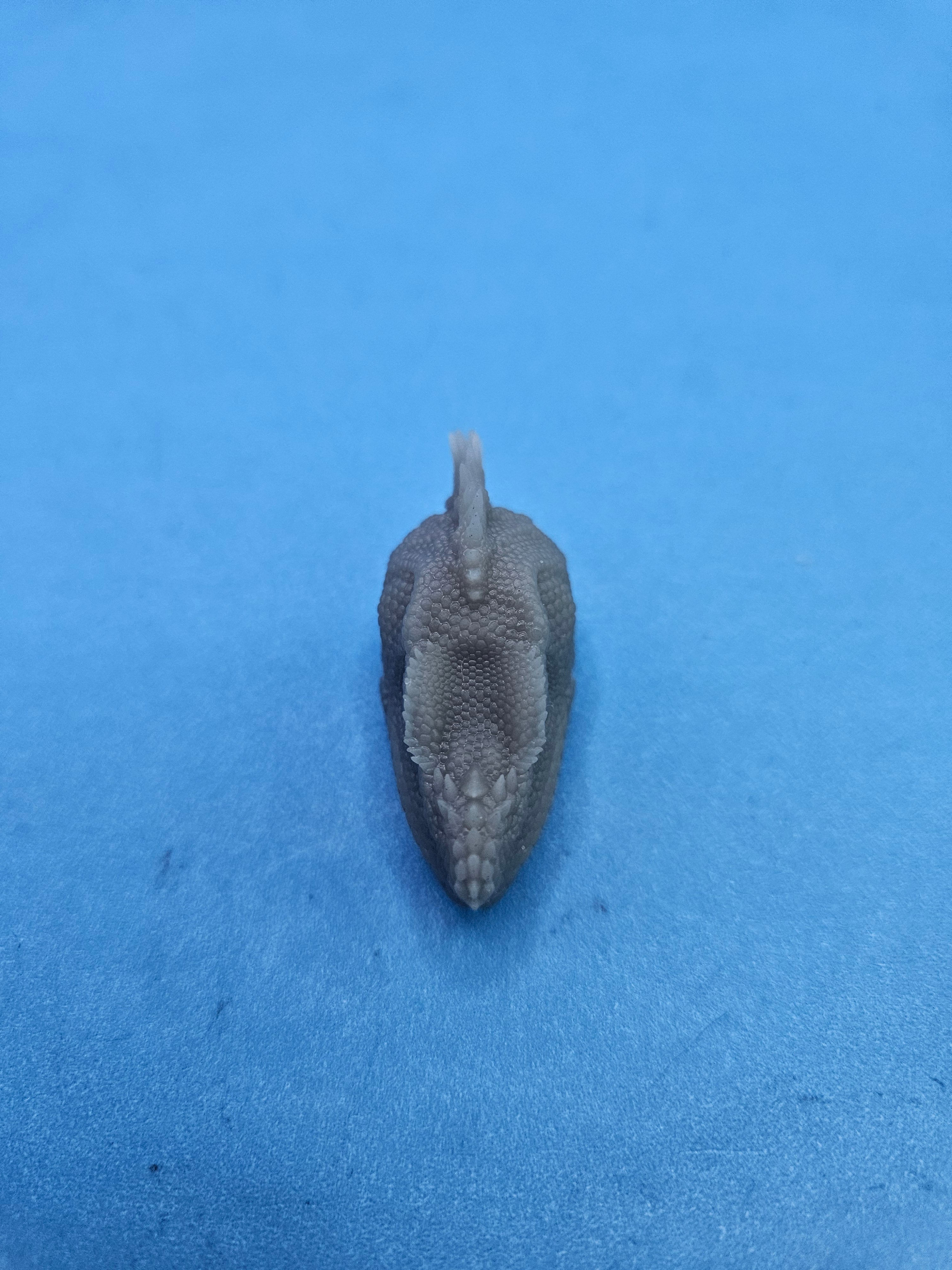 Philippine Sailfin Lizard Head