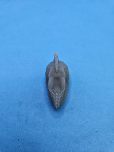 Philippine Sailfin Lizard Head